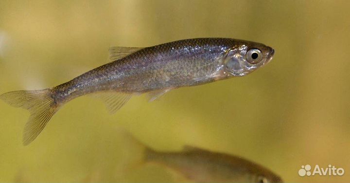 Живец синьтя