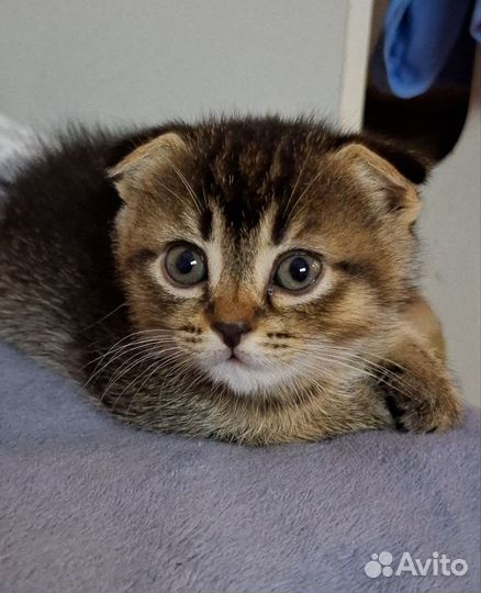 Шотландские котята