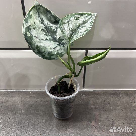 Миртовое дерево пеперомия