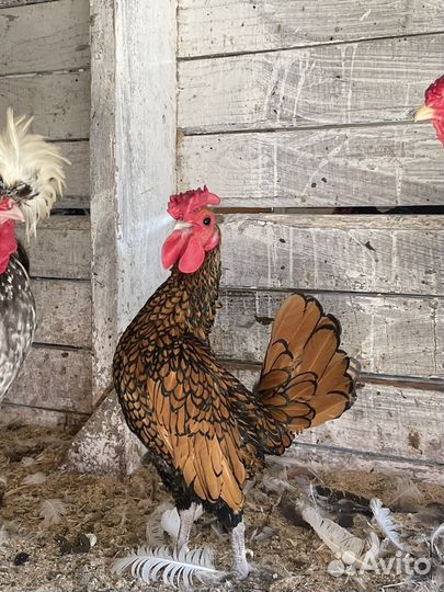Петухи