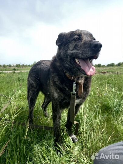 Собака бесплатно