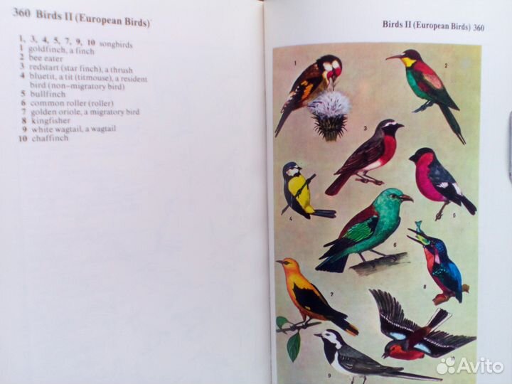 Словарь Оксворд-Дуден