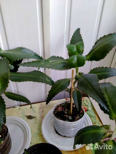 Каланхоэ лечебное