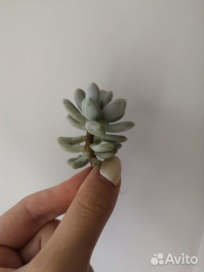 Седум Пахифитум