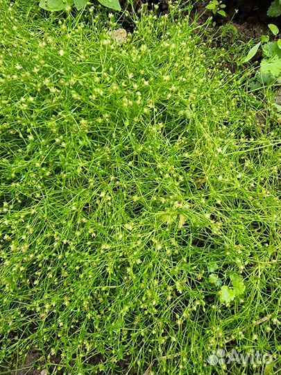 Почвопокровные, сирень