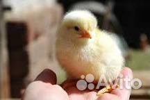 Бройлеры 2 сорт