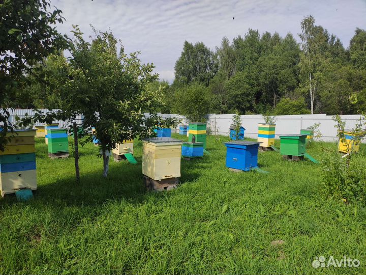 Пчелопакеты карника