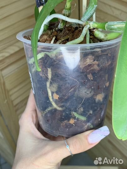 Орхидея каттлея Angel Kiss