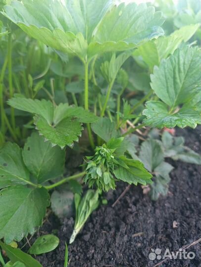 Рассада ремонтантной клубники Елизавета ll