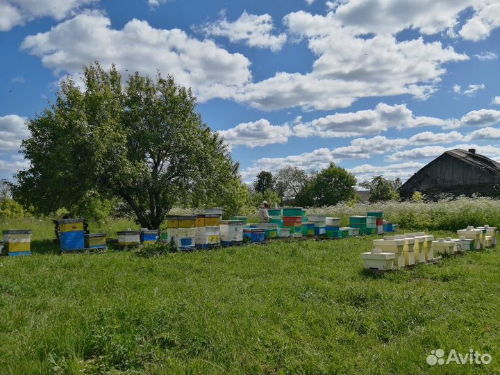 Пчелопакеты Бакфаст. Матки