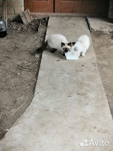 Котёнок сиамский объявление продам