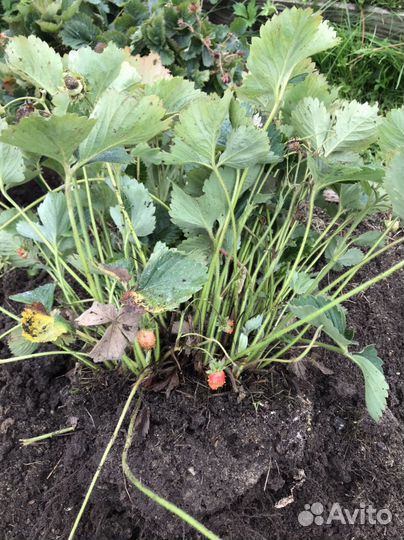 Земклуника ананасовая