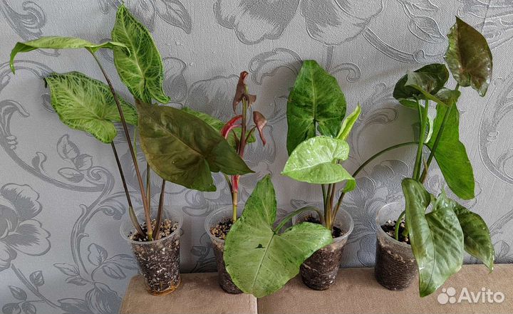 Сингониумы