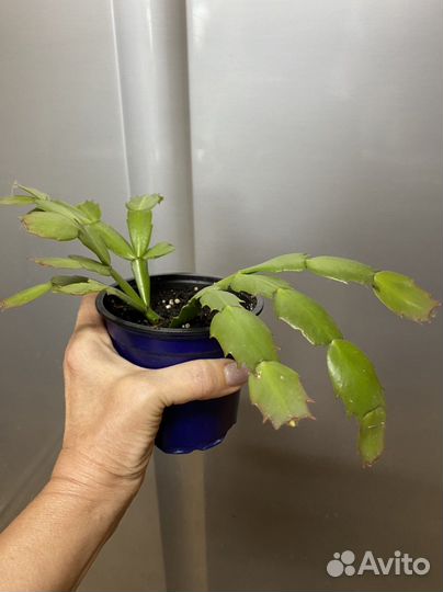 Декабрист (шлюмбергера)