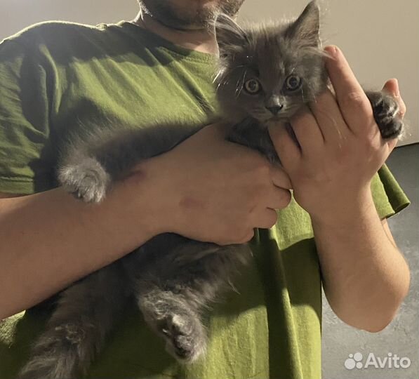 Отдам малыша в добрые руки