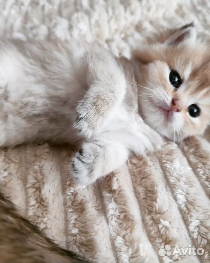 Британская золотая шиншилла