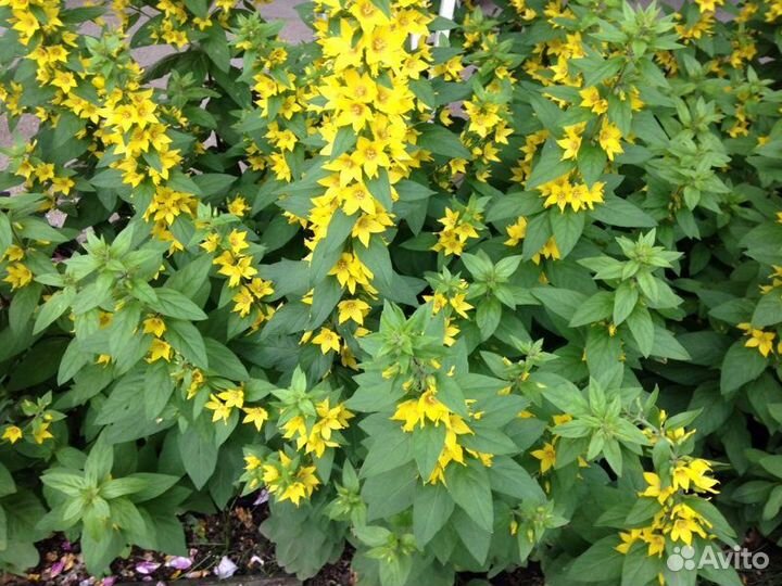 Вербейник лимонный многолетник