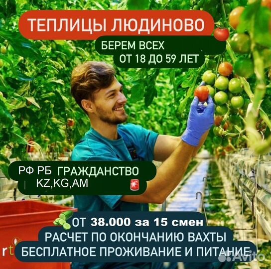 Работа в теплице.Сборщик-Упаковщик.Жильё.Еда.Вахта