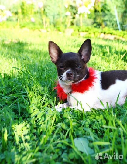 Чихуахуа настоящая красотка