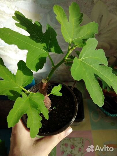 Инжир, лимон, апельсин