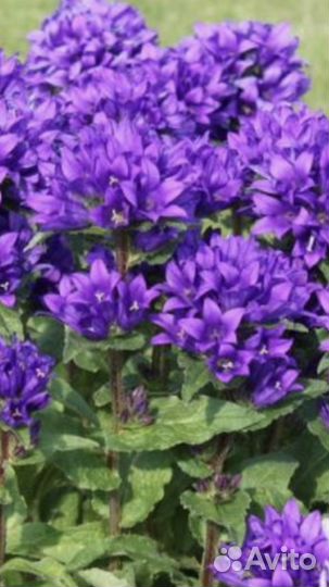 Садовые растения Керия Колокольчики Жасмин и др