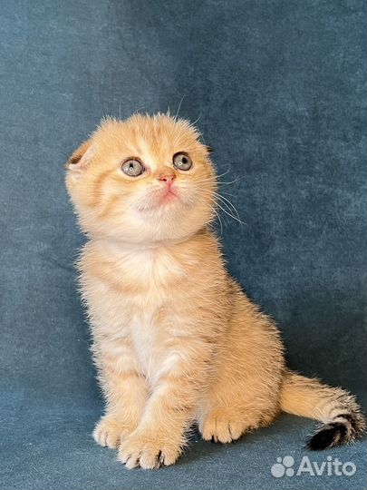 Котёнок девочка золотая вислоухая