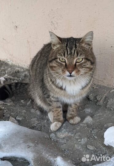 Молодой Полосатый Кот