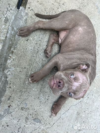 Найдена собака