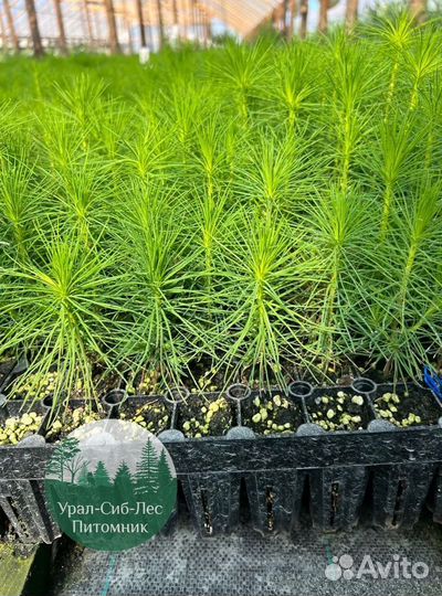 Зкс и окс Сосна Ель Лиственница сеянцы Голуб горн