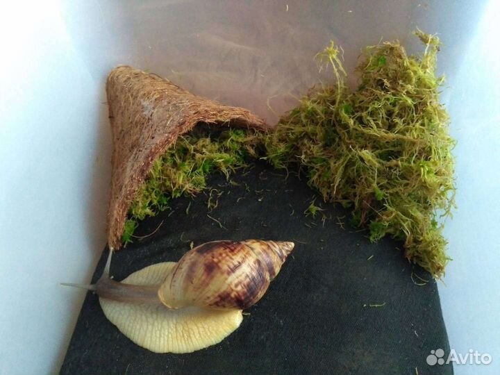 Мат и домик кокосовые в террариум улиткарий