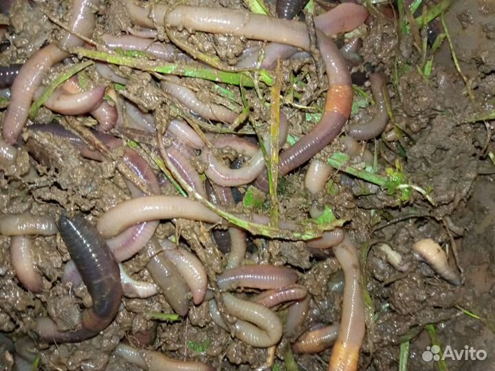 Выползок червь для рыбалки на сома
