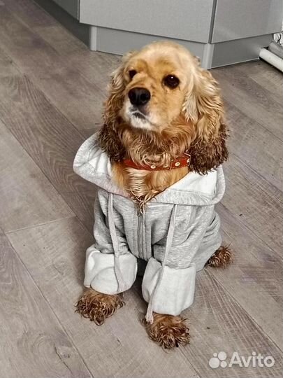 Продам английский кокер спаниель