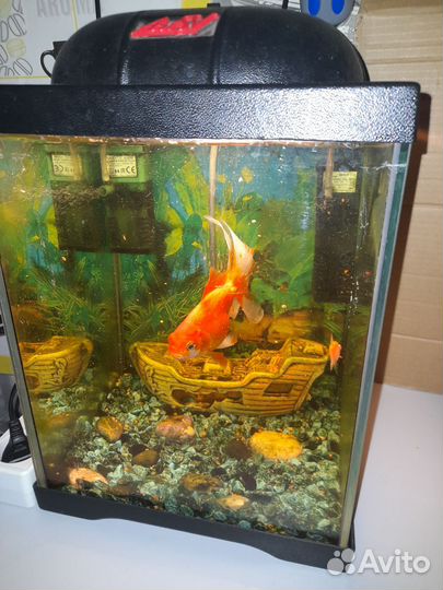 Продам аквариум с рыбками