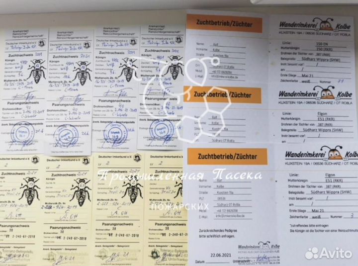 Пчелопакеты(заказы набраны)