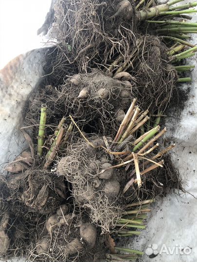 Корни георгин