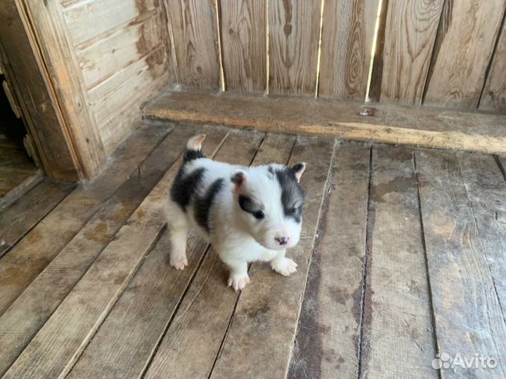 Щенок Западно-Сибирской лайки