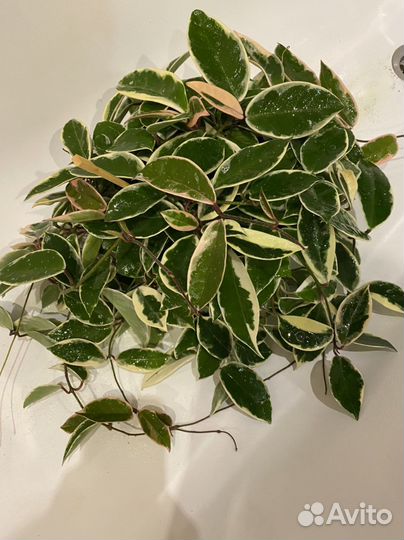 Хойя кримсон квин