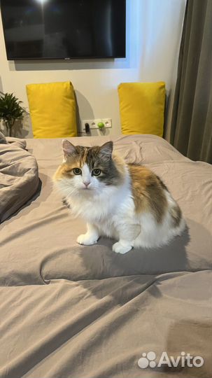 Домашняя кошка