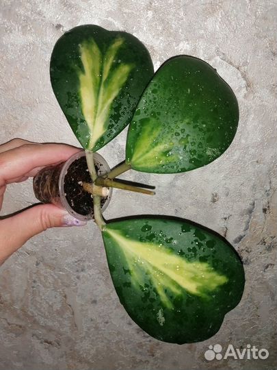 Хойи коллекционные и дисхидии