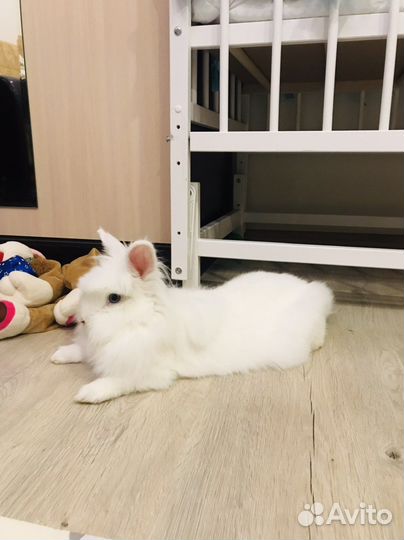 Декоративный кролик в аренду для фотосессий