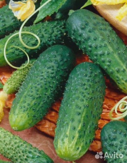 Огурец Самурай F1 (уд) 8 шт цв.п