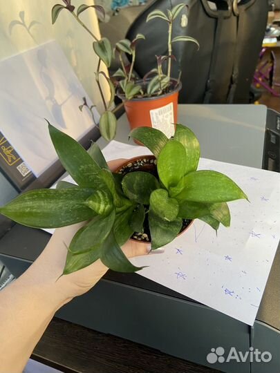 Сансевиерия