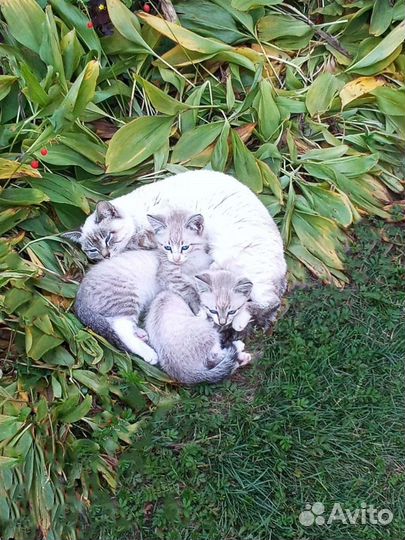 Котята в добрые руки бесплатно