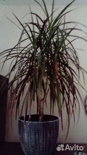 Пальма драцена