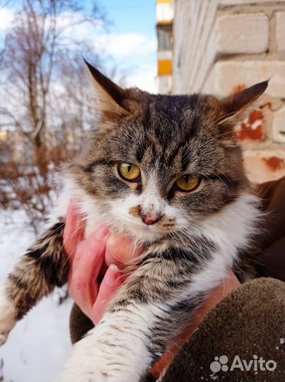 Котик Усатик 5 месяцев в добрые руки