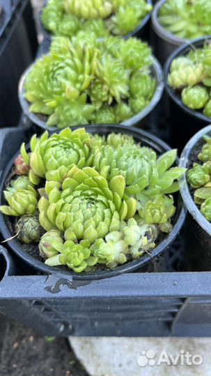 Молодило каменная роза