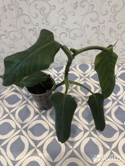 Филодендрон и Сциндапсус