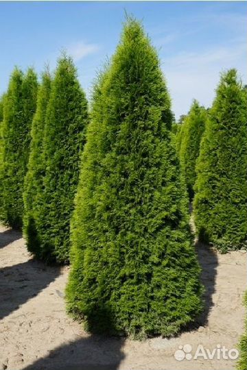 Туи смарагд брабант даника оптом