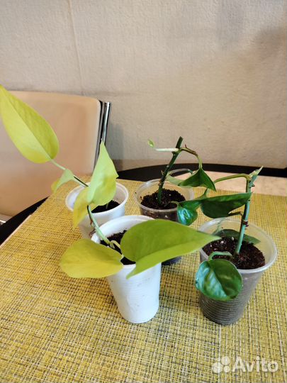 Сциндапсусы/эпипремнумы разные сорта