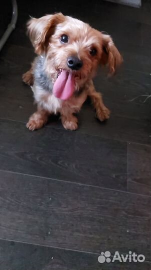 Пес в добрые руки